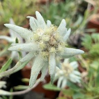 Leontopodium himalayanum 